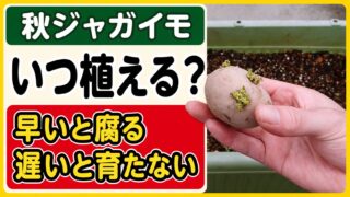 秋ジャガイモをいつ植えるか、早いと腐り遅いと育たない悩みを表したアイキャッチ
