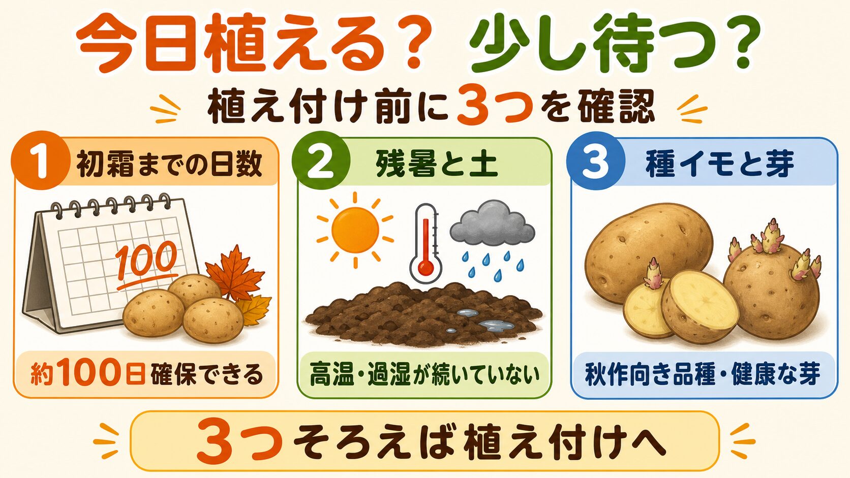 秋ジャガイモを今日植えるか待つか判断する3つのチェック項目