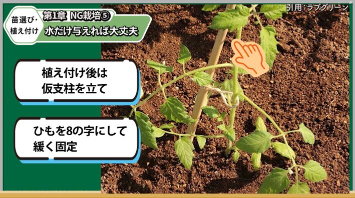 植え付け後のトマト苗を仮支柱で固定する方法を解説する画像