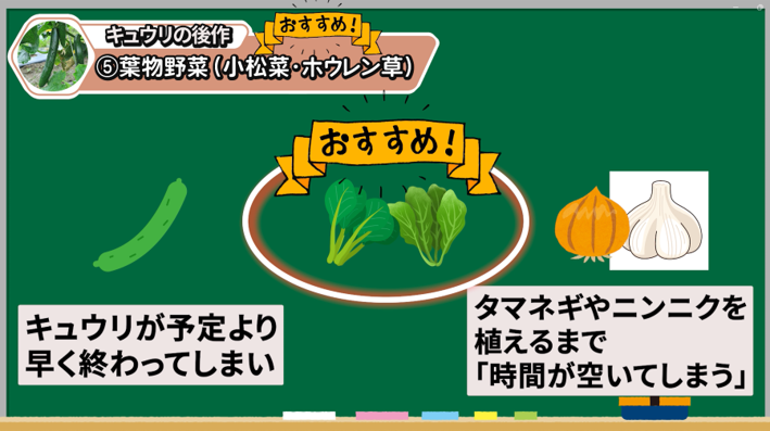 キュウリの後作に小松菜とホウレン草がおすすめな理由を解説する画像
