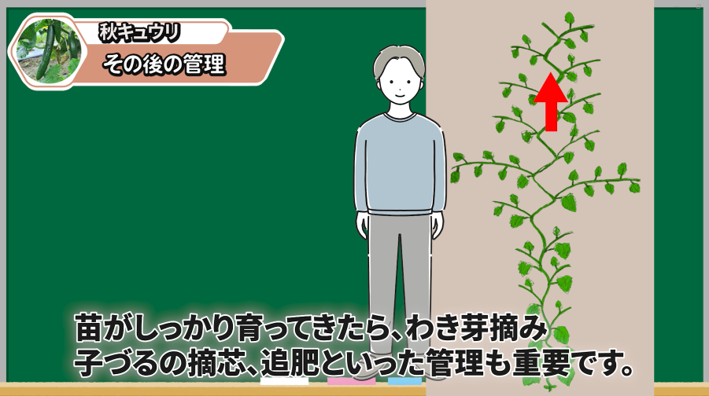秋キュウリのつるを管理して収穫を続けるポイント