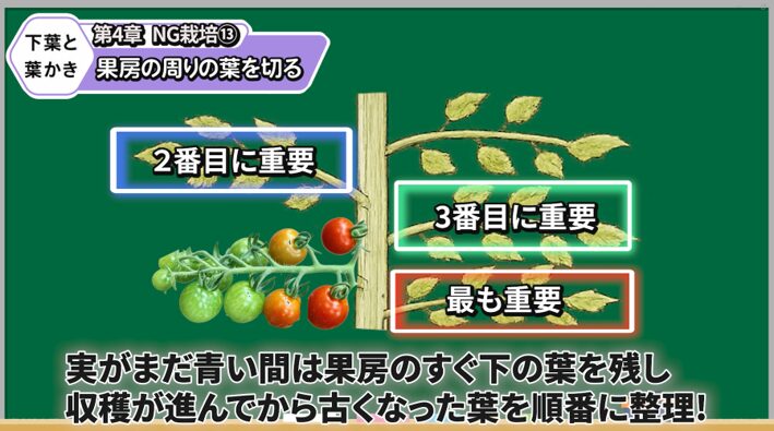 トマトの果房周りで残す葉を解説する画像