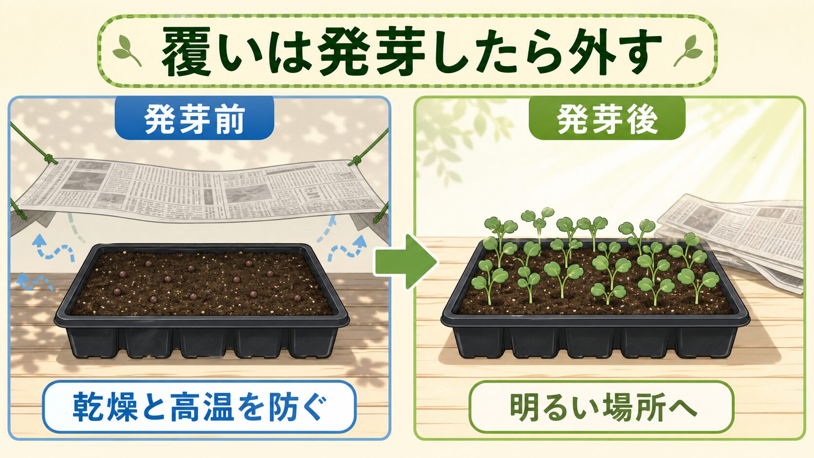 ブロッコリーの発芽前は覆いで乾燥と高温を防ぎ、発芽後は外して明るい場所へ移すことを示した図