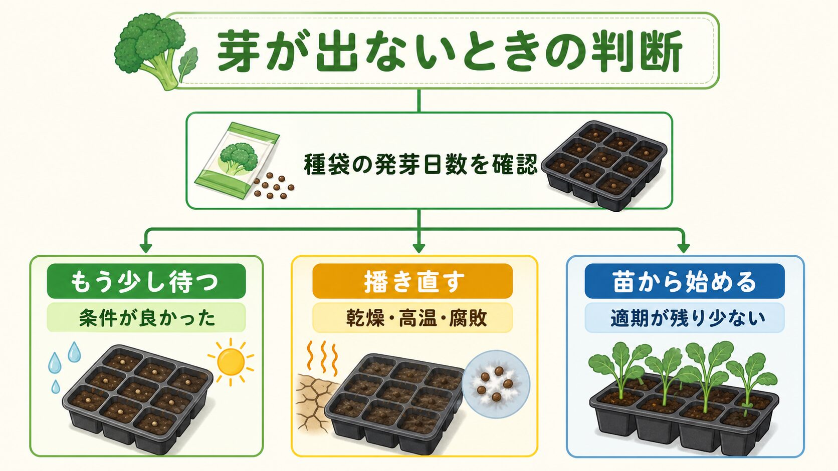 ブロッコリーの芽が出ないときに待つ、まき直す、苗から始める判断を示した図