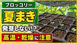 ブロッコリーの夏まきで発芽しない原因を解説する記事のアイキャッチ