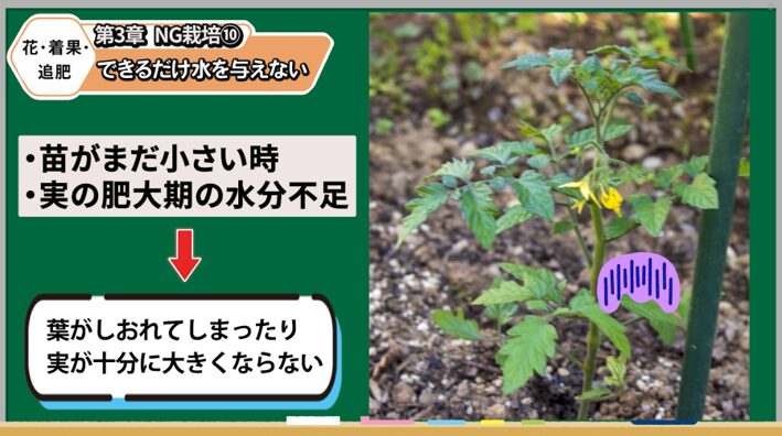 トマトの花が咲いた後の水やりを解説する画像