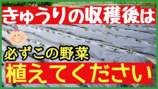 キュウリの収穫後に植えたい後作野菜を紹介するアイキャッチ画像