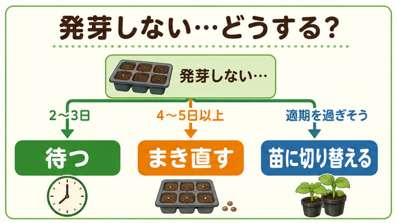 キャベツが発芽しないときに待つ・まき直す・苗へ切り替える判断図
