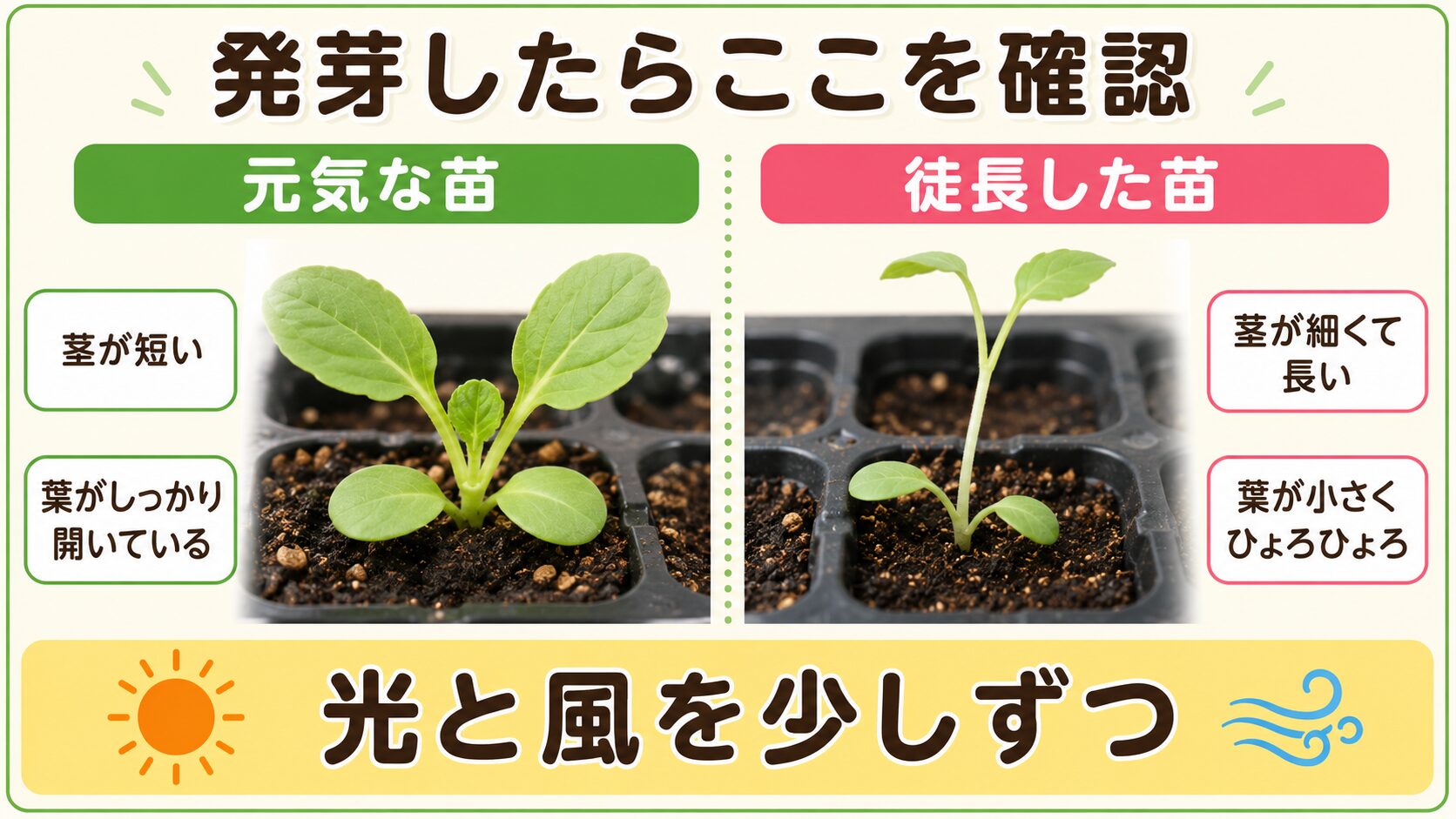 発芽後の健康なキャベツ苗と徒長苗の管理比較