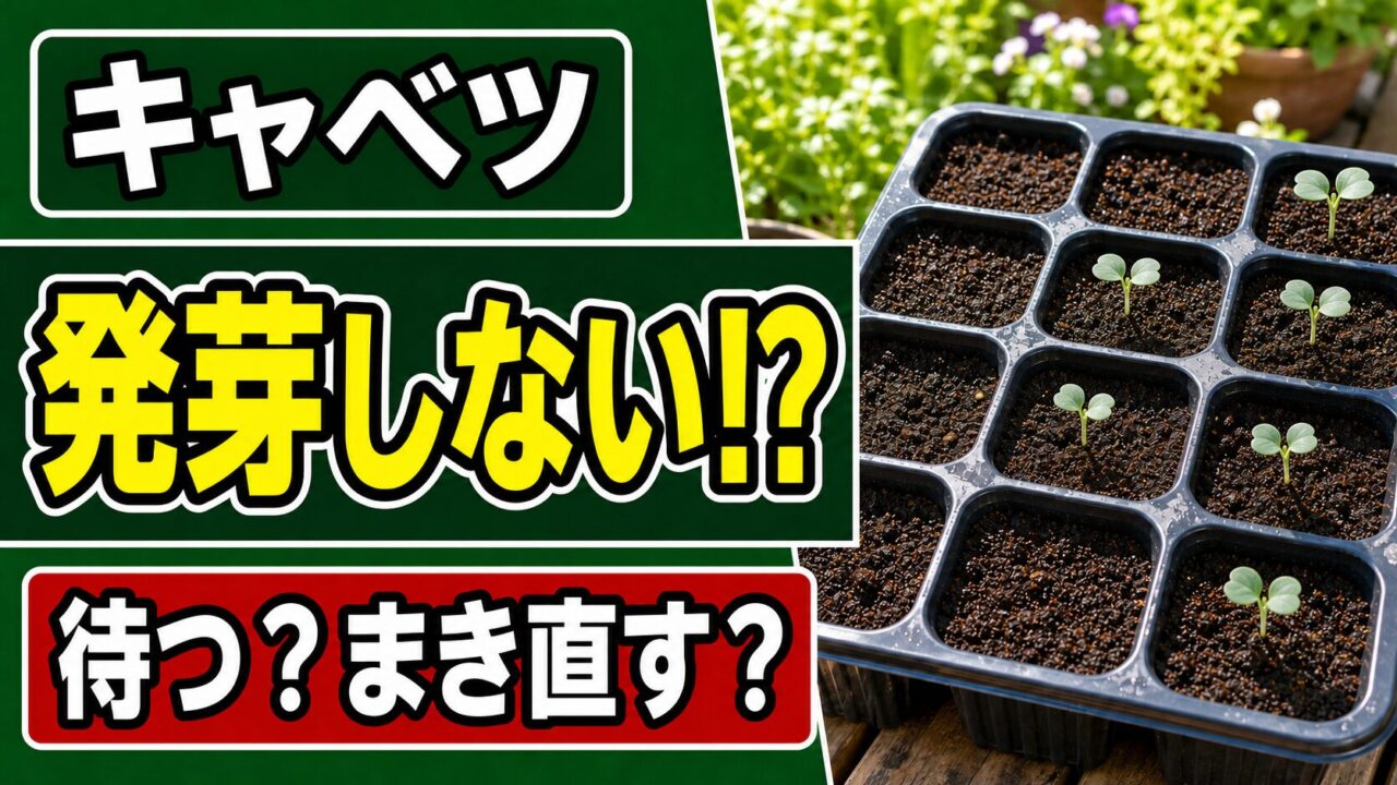 キャベツの夏まきで発芽しない悩みと待つ・まき直す判断を表したアイキャッチ