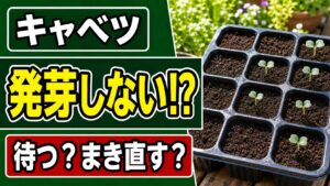 キャベツの夏まきで発芽しない悩みと待つ・まき直す判断を表したアイキャッチ
