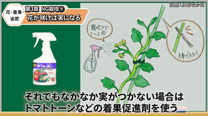 トマトの花を受粉させる方法を解説する画像