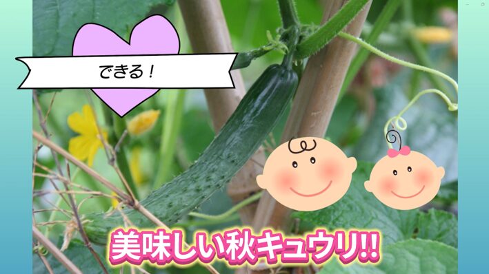 秋キュウリを元気に育てるための管理ポイント