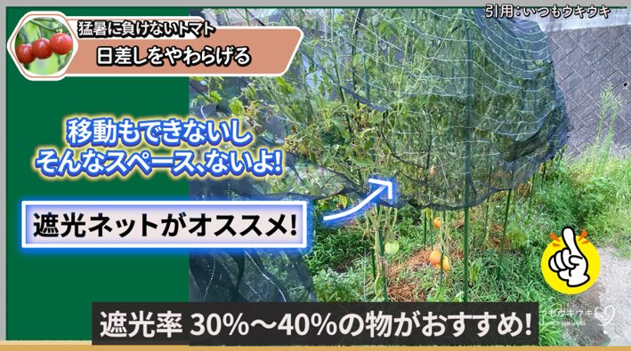 猛暑日の強い日差しを受けるトマト