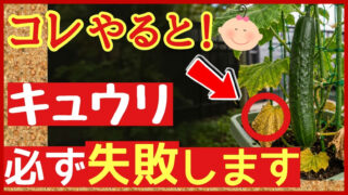 キュウリが途中で枯れる原因と来年失敗しない改善法を解説する記事のアイキャッチ