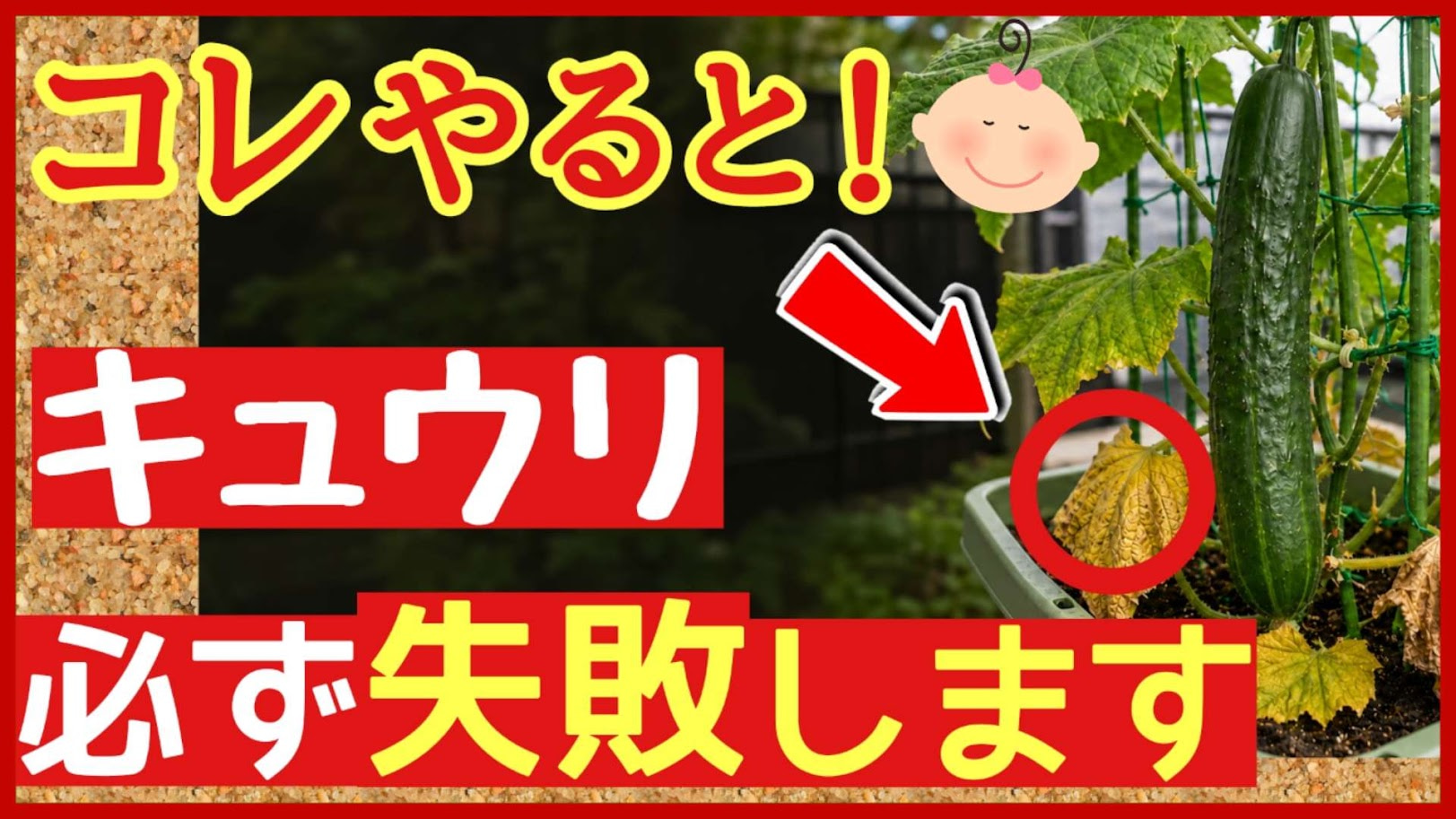 キュウリが途中で枯れる原因と来年失敗しない改善法を解説する記事のアイキャッチ