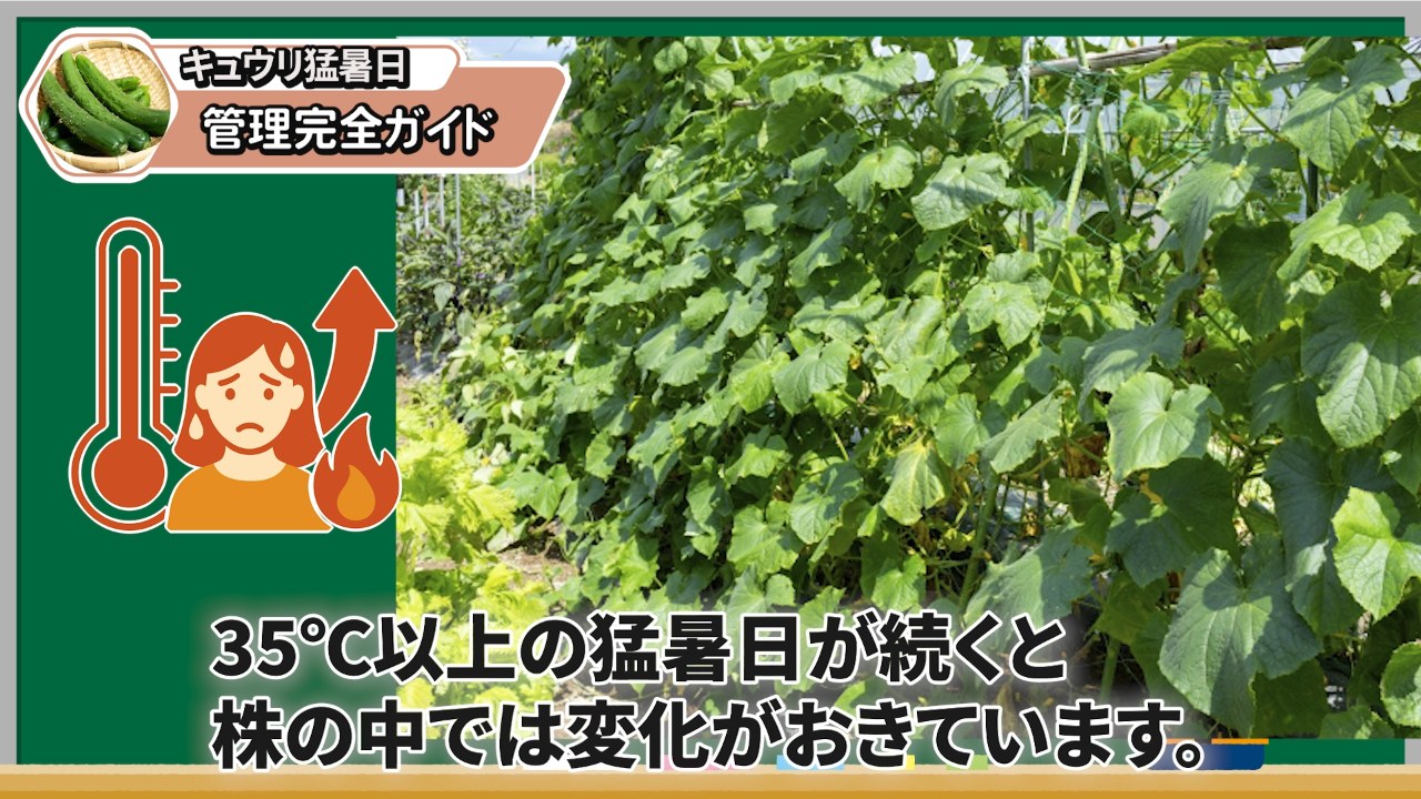 35℃以上の猛暑日が続くとキュウリの株の中で変化が起きることを説明する画像