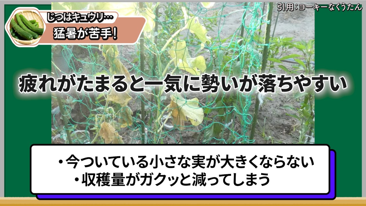疲れがたまるとキュウリの小さな実が大きくならず収穫量が落ちやすいことを示す画像