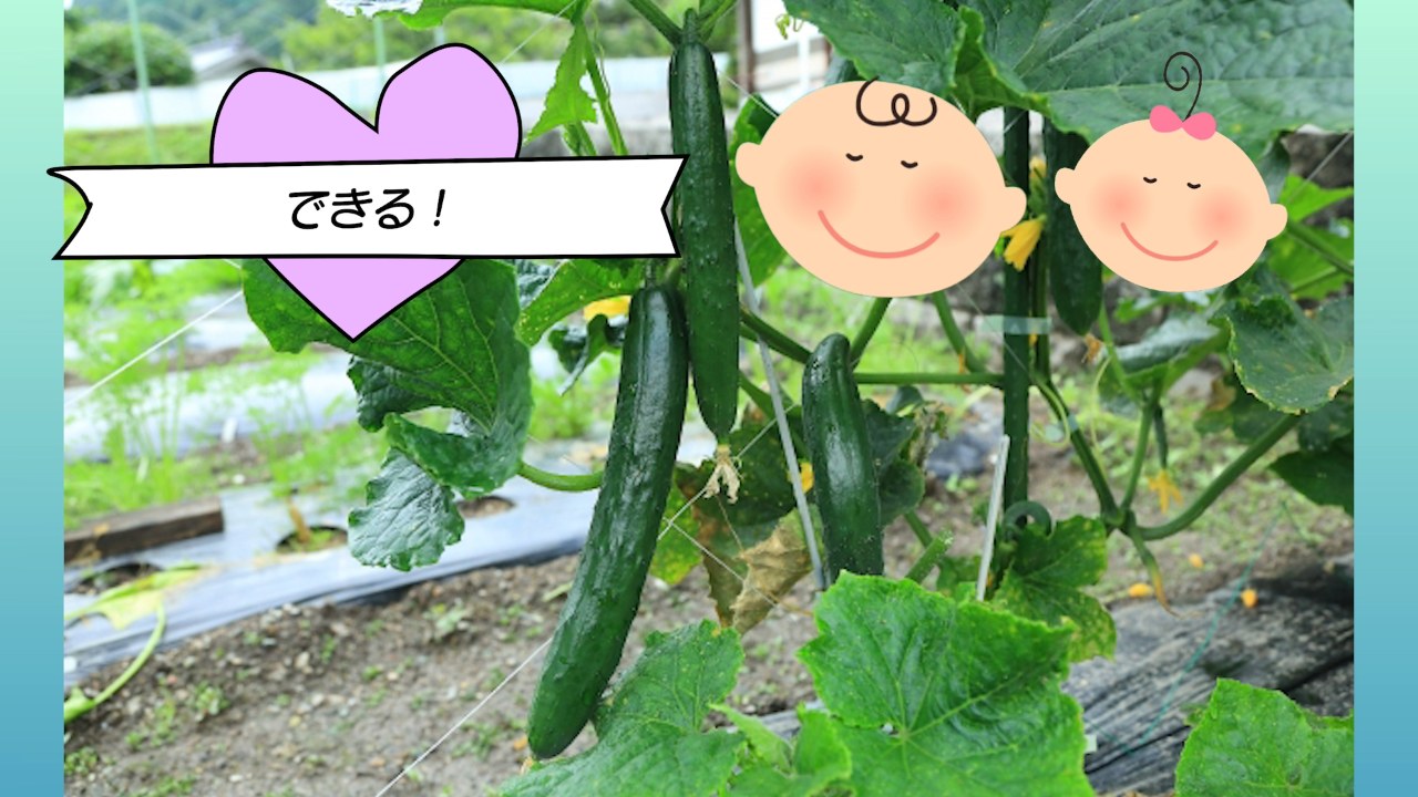 支柱の上まで伸びたキュウリの株と実の様子