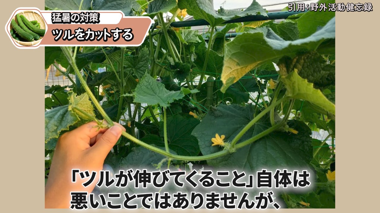 伸びすぎたキュウリのツルを確認している場面