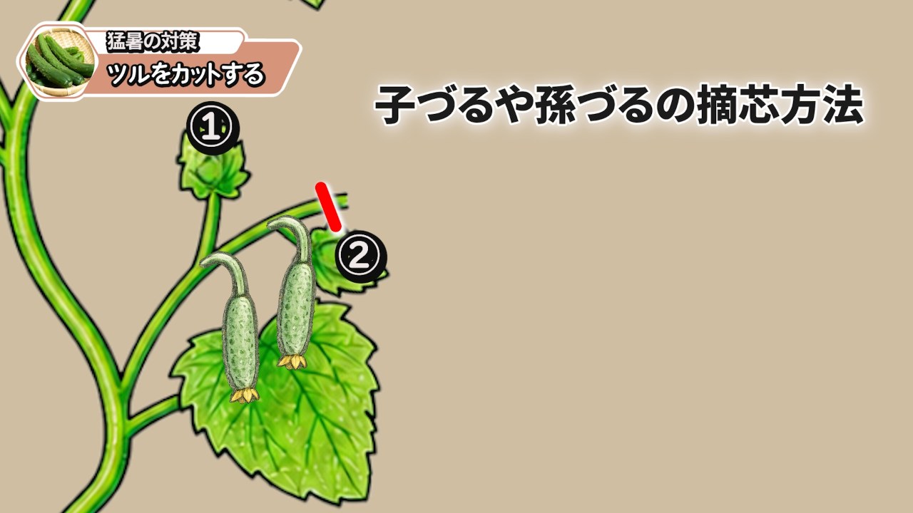 キュウリの子づるや孫づるを葉を残して摘芯する方法の図解