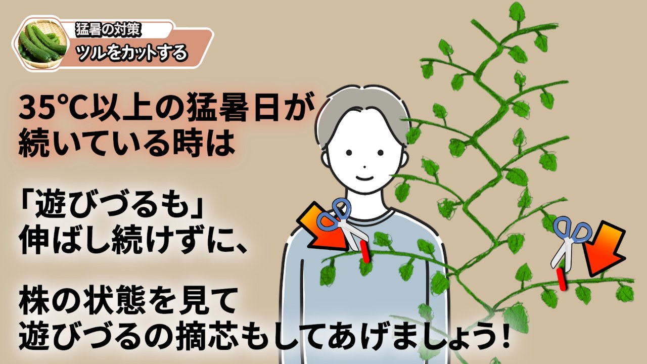 猛暑日に遊びづるを伸ばし続けず株の状態を見て摘芯する説明画像