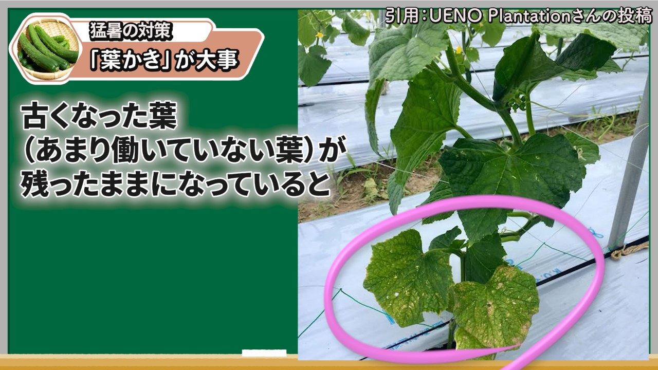 古くなったキュウリの葉っぱを確認する場面