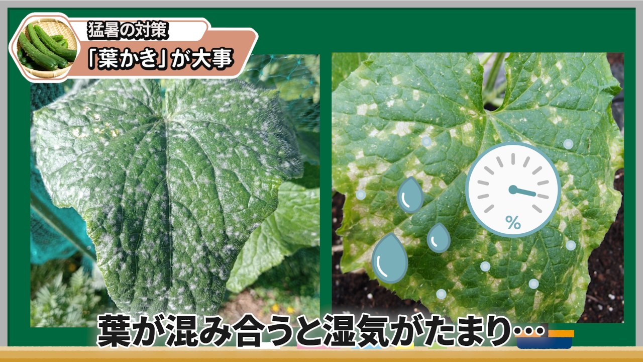 キュウリの葉が混み合うと湿気がたまりやすいことを示す画像