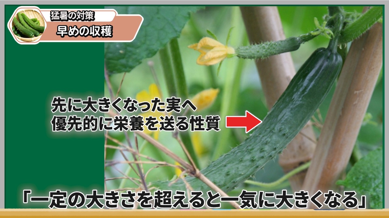 大きくなったキュウリの実に優先的に栄養が集まることを示す画像