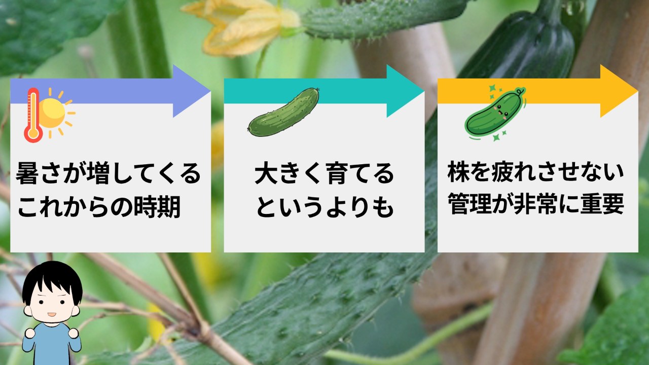 キュウリを若穫りすると次の実に栄養が回りやすい流れを示す画像
