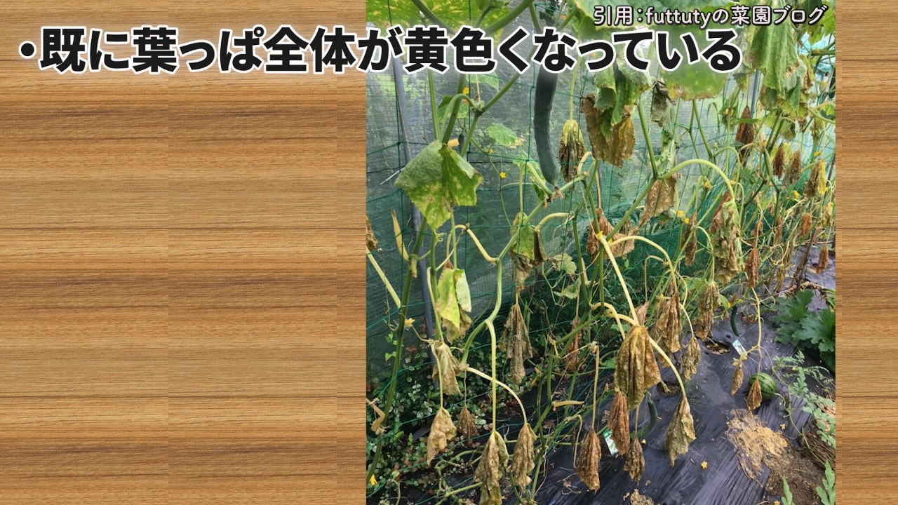 葉っぱ全体が黄色くなったキュウリの株は無理をしない注意点の画像