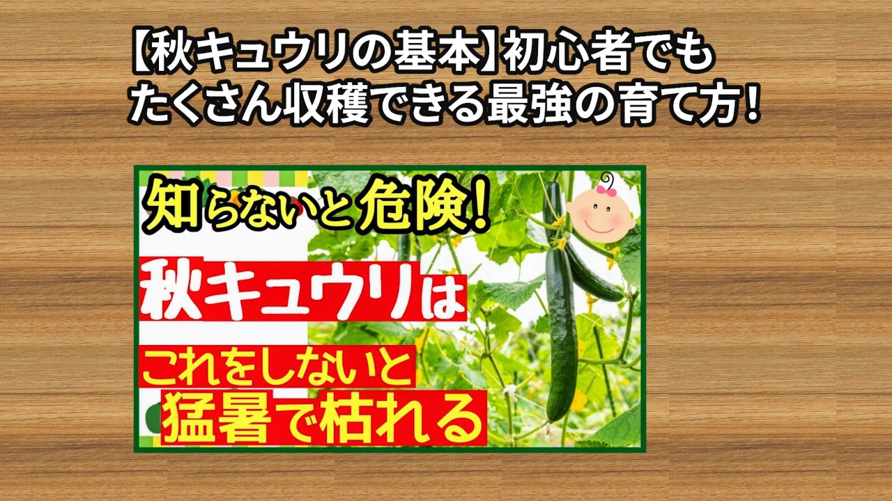 秋キュウリを育てる選択肢を紹介する画像