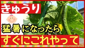 キュウリを猛暑日に枯らさない3つの作業