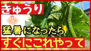 キュウリ栽培で猛暑になったらすぐにやってほしい作業を伝えるアイキャッチ画像