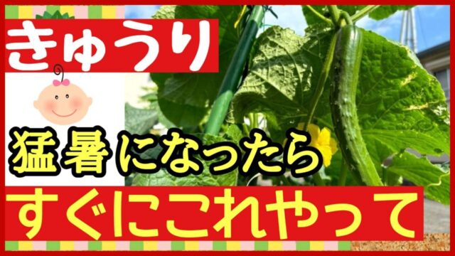 キュウリ栽培で猛暑になったらすぐにやってほしい作業を伝えるアイキャッチ画像