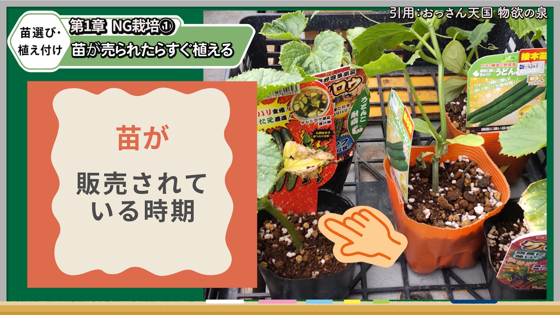 キュウリ苗が販売される時期と植え付け適期の違いを解説する画像