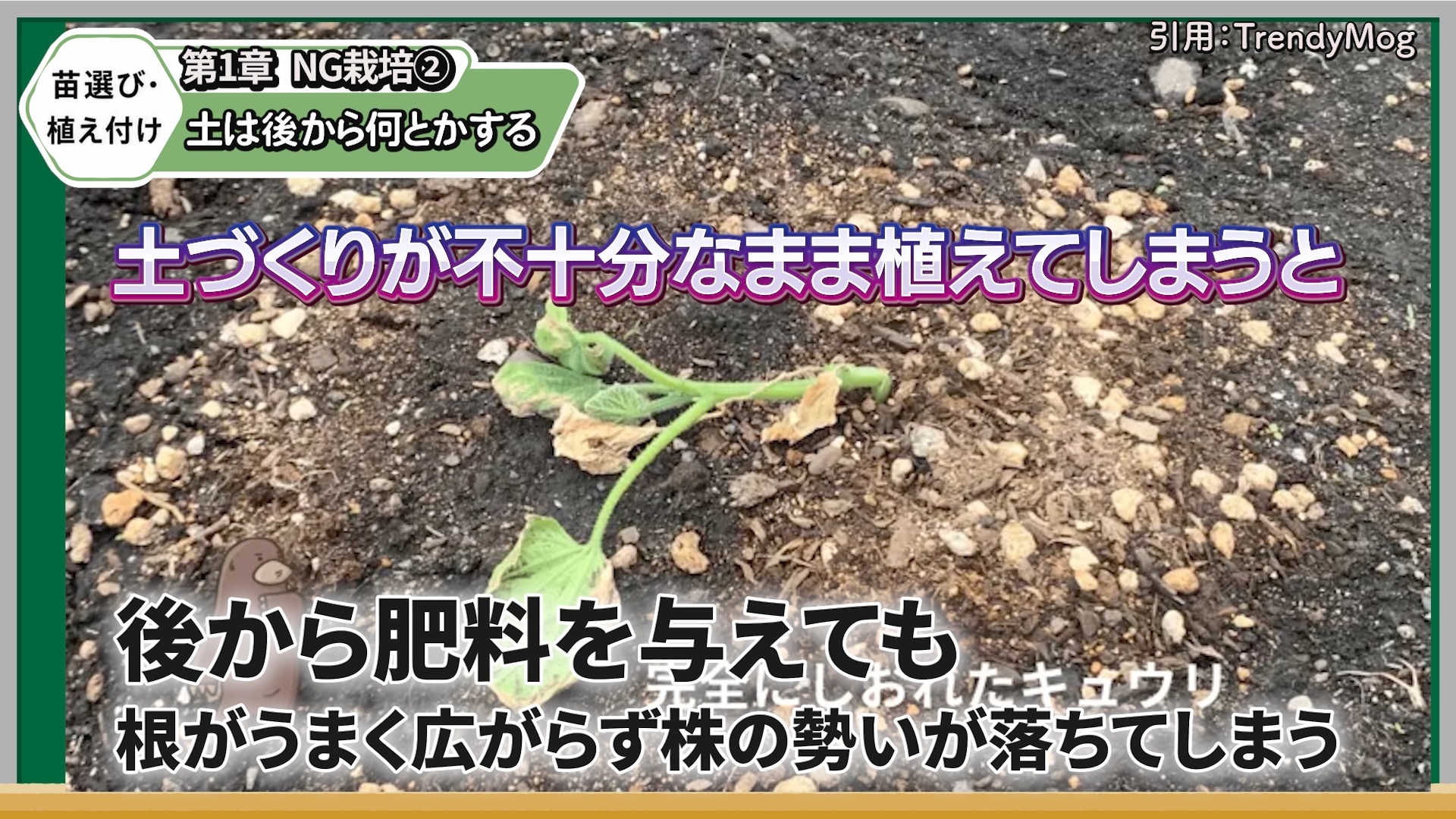 キュウリを植える前に石灰・堆肥・元肥で土を準備する画像