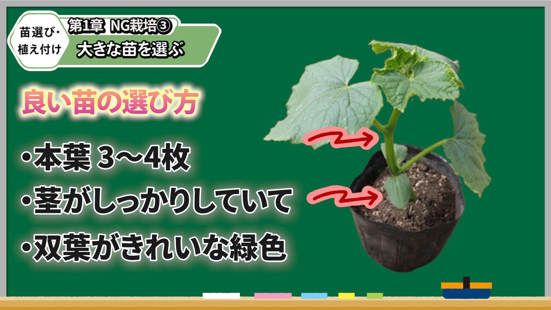 キュウリの大きさだけでなく茎や葉を確認して良い苗を選ぶ画像