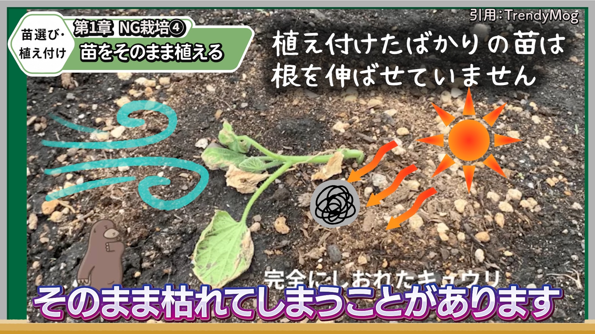 乾いたキュウリ苗を植え付ける前に根鉢へ水を含ませる画像
