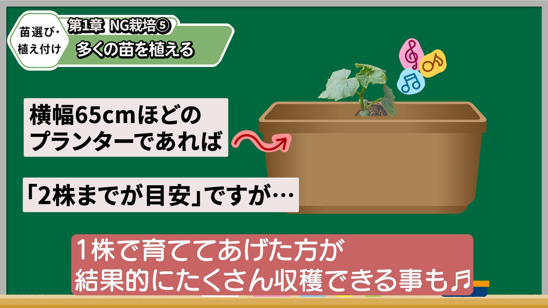 キュウリを詰めて植えず適切な株間を確保する画像