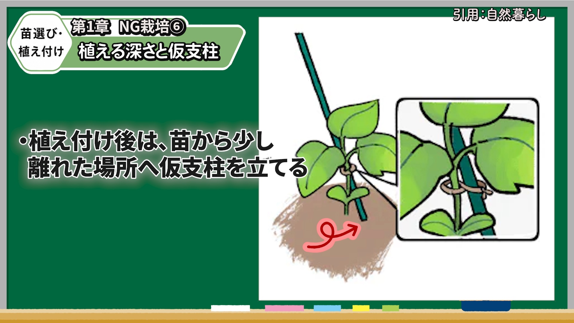 キュウリを深植えせず仮支柱で風から守る必要性を解説する画像