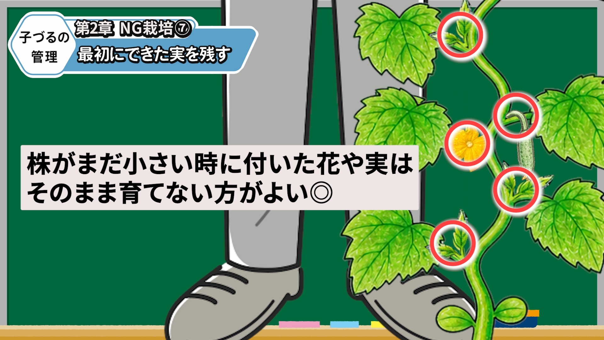 キュウリの最初の花や実を小さいうちに摘み取る画像
