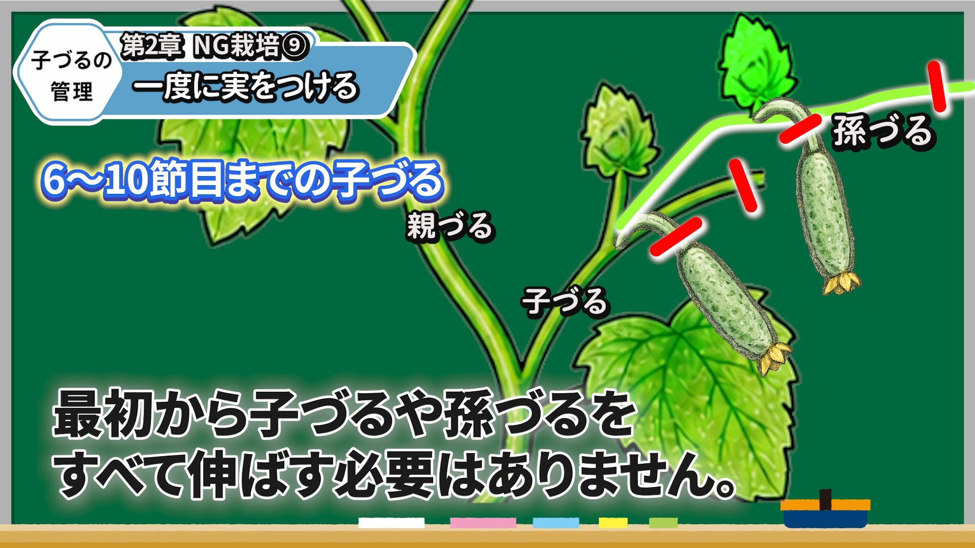 キュウリの子づると孫づるを一度に伸ばさず順番に管理する画像