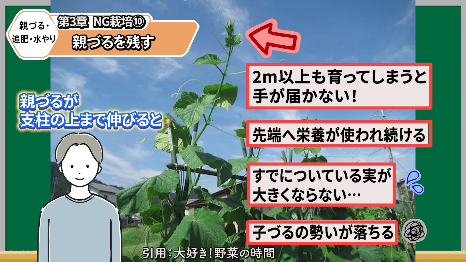 キュウリの親づるを手が届く高さで摘芯する理由を解説する画像