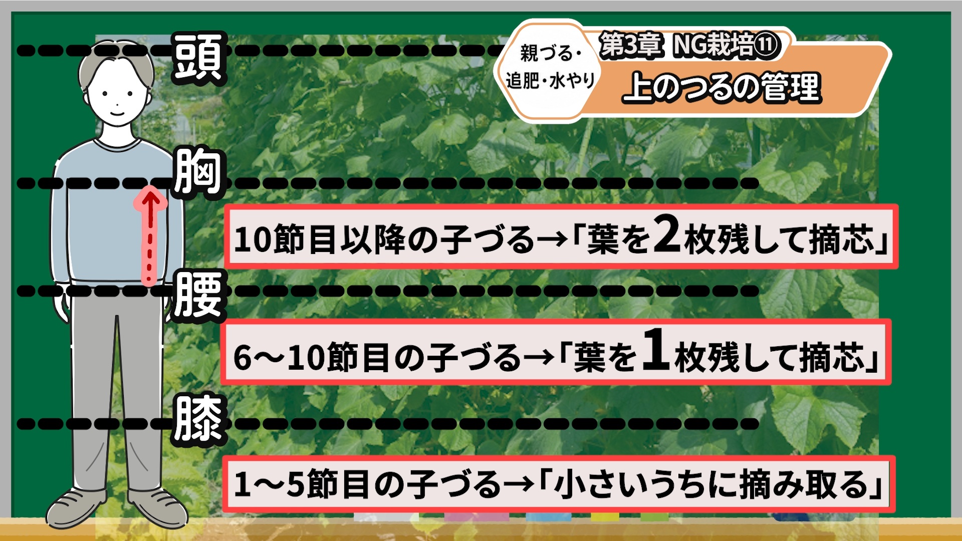 キュウリの上部の子づるは葉を2枚ほど残して摘芯する画像