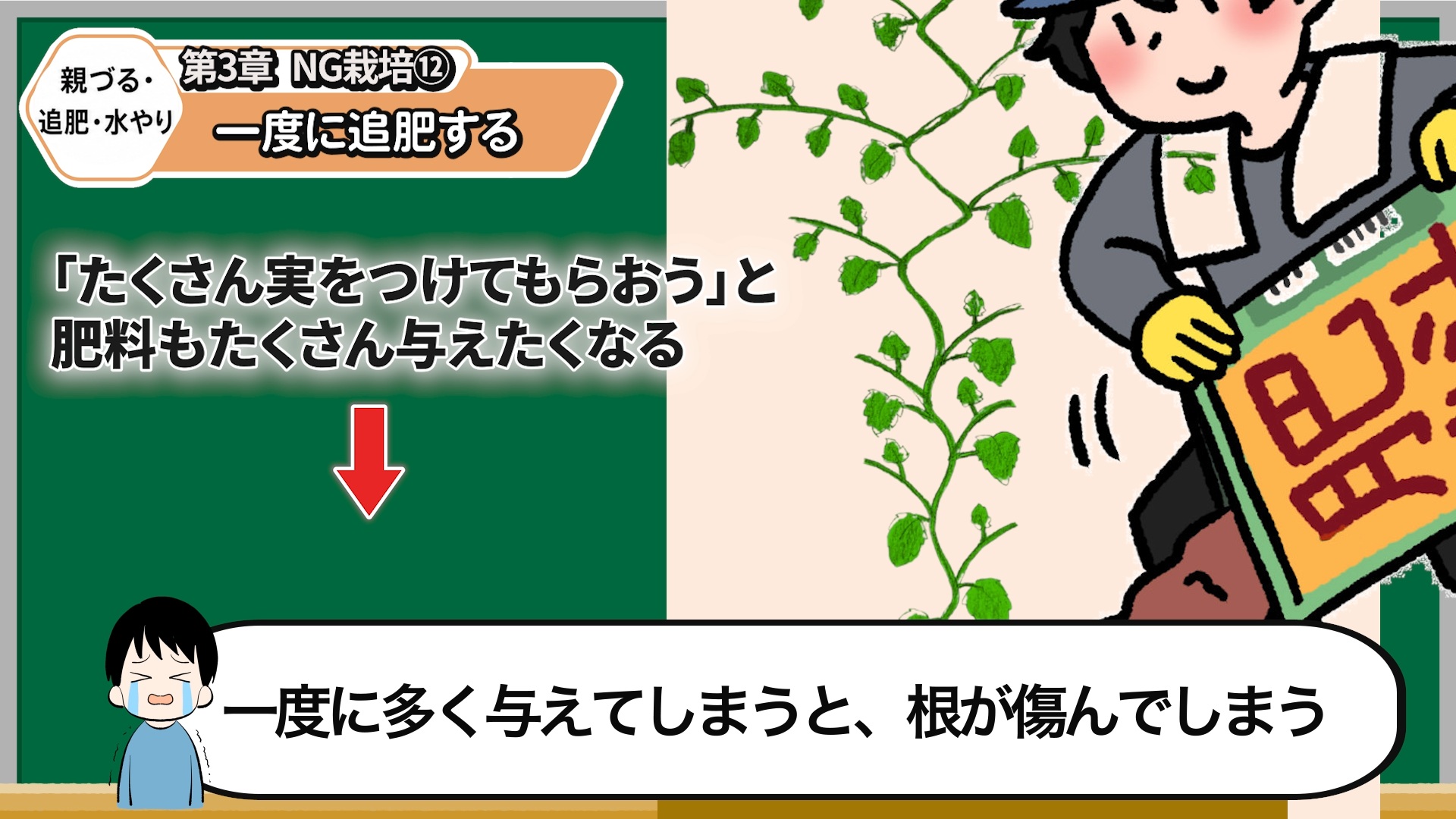 キュウリへ肥料を一度に多く与えず少量ずつ追肥する画像