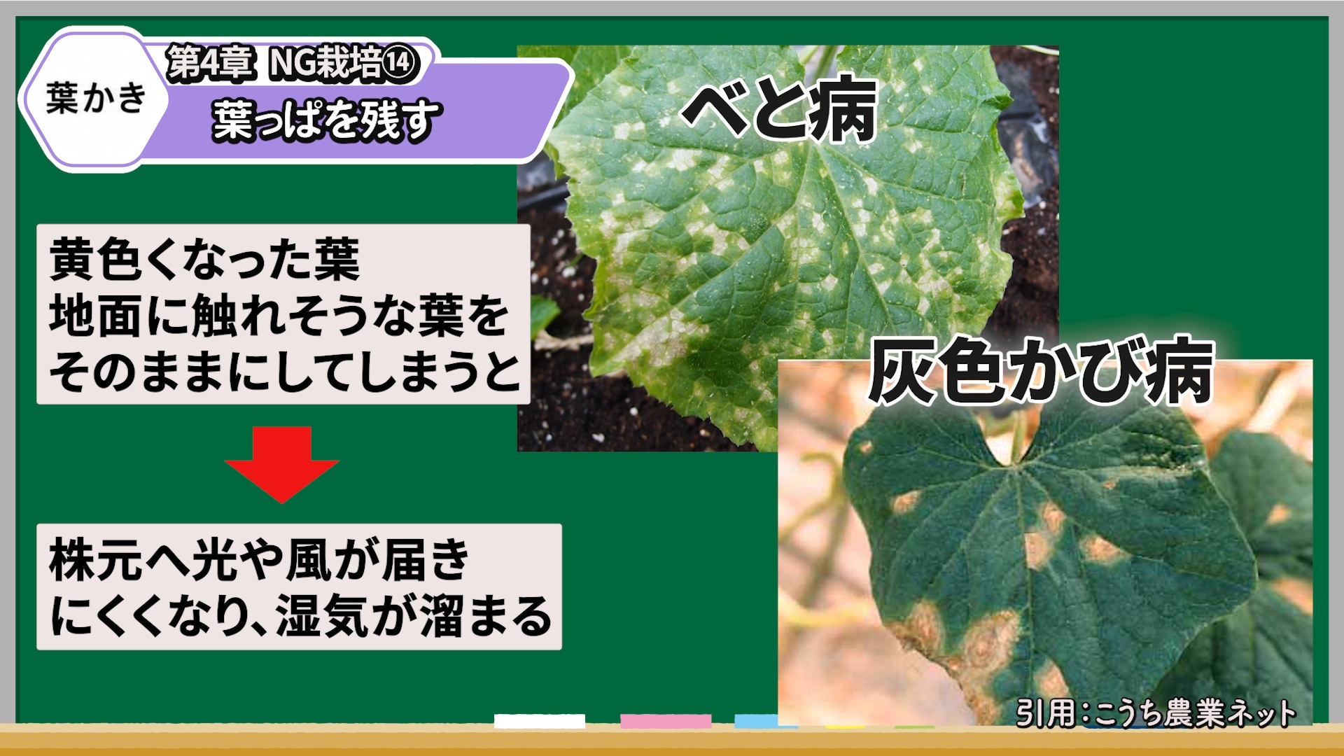 キュウリの黄色い古い葉を残すと風通しが悪くなることを解説する画像