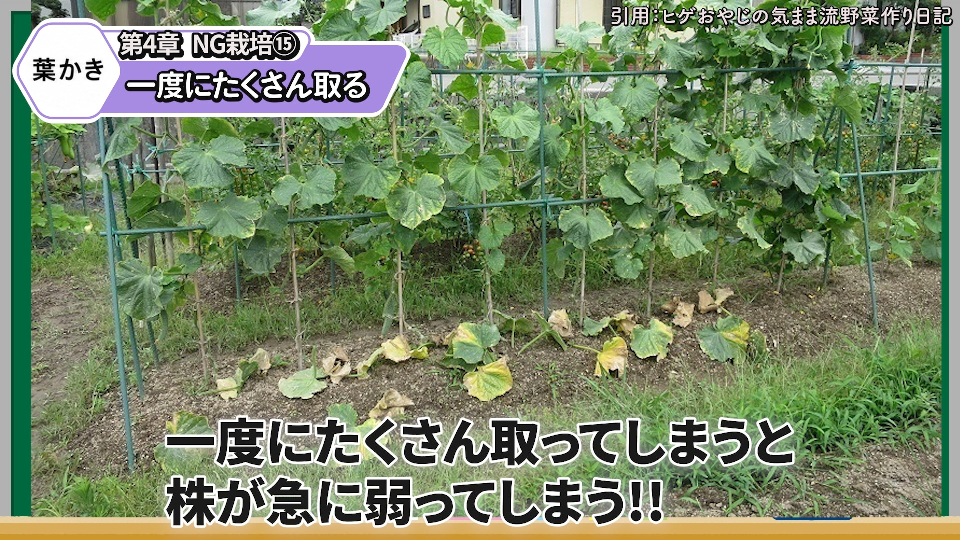 キュウリの葉を一度に取りすぎると株が弱ることを解説する画像