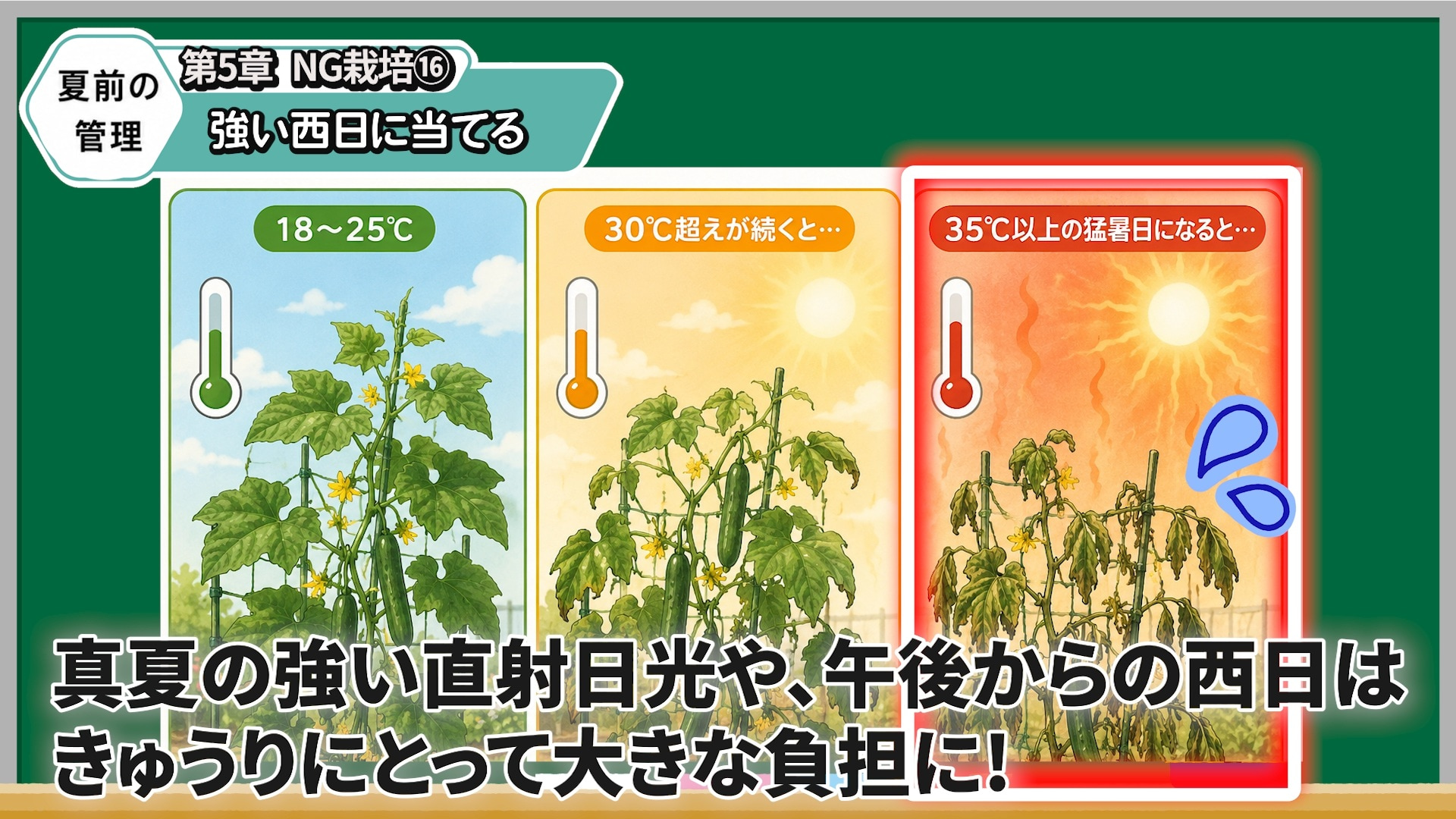 真夏の強い直射日光や西日からキュウリを守る画像