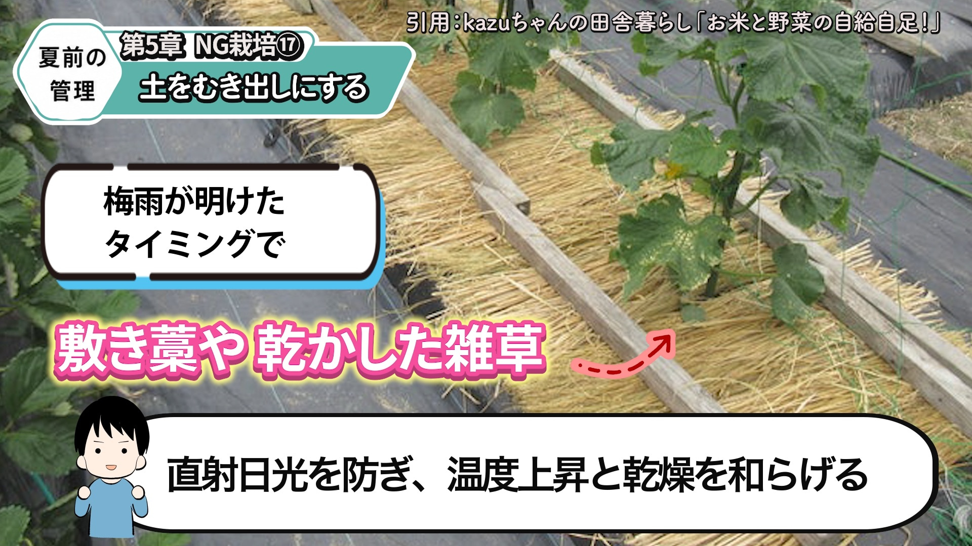 キュウリの株元を敷きわらで覆い土の高温と乾燥を防ぐ画像